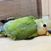 まだ緊張気味だけど食欲旺盛！コザクラインコノーマルヒナです♪