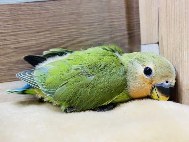 まだ緊張気味だけど食欲旺盛！コザクラインコノーマルヒナです♪