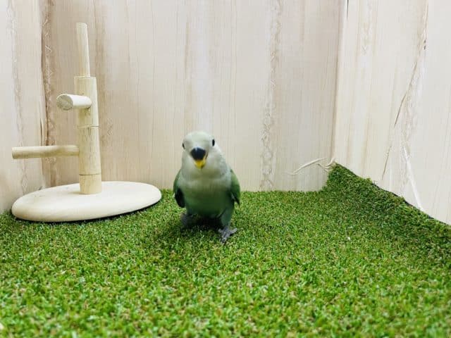 コザクラインコ（小桜インコ）