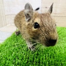 デグーベビー！へなへなアグーチカラー☆