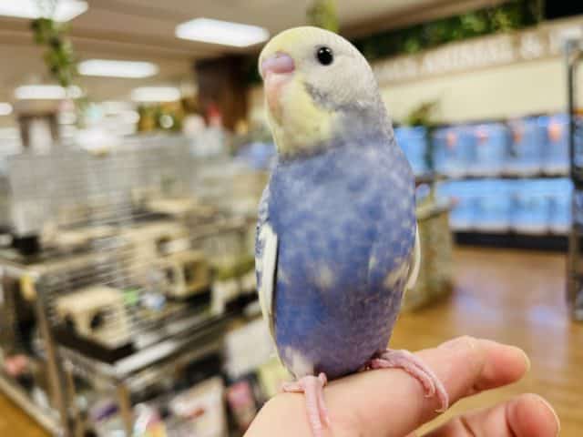 セキセイインコ