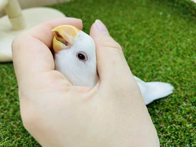 コザクラインコ（小桜インコ）