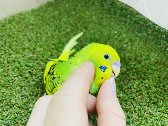 最新画像になりますよ‼️ウブちゃんでも好奇心旺盛‼️ セキセイインコ　パイド