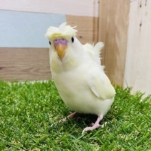 最新画像有り！羽がくるくる可愛いヒナさんです！羽衣セキセイインコのクリームカラー！