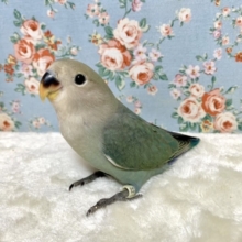コザクラインコ  ダークアクア   レアカラーちゃんですねぇ💙  9/24