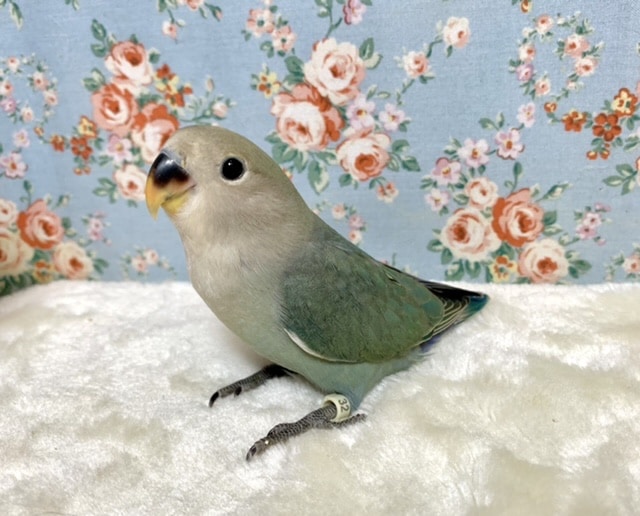 コザクラインコ ダークアクア レアカラーちゃんですねぇ💙 9/24