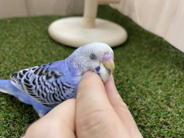 お見逃しなく‼️最新画像・動画になりますよ〜♪トキメキたくさん！！① セキセイインコ　オパーリン