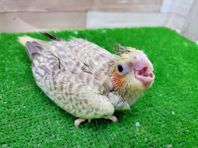 オカメインコ