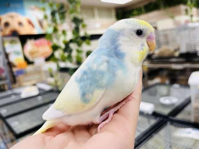 淡いカラーが人気♫セキセイインコ(パステルレインボー)