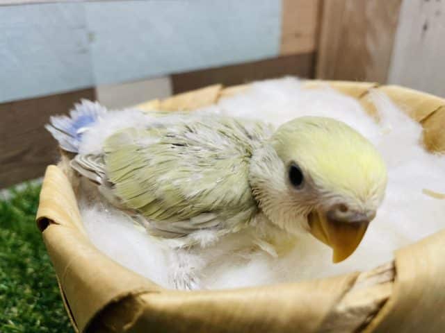 コザクラインコ（小桜インコ）