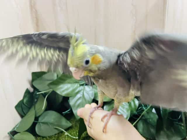 オカメインコ