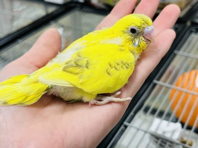 セキセイインコ