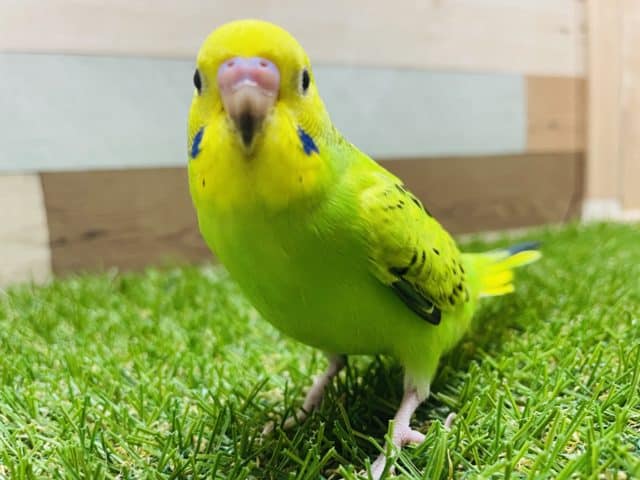 セキセイインコ