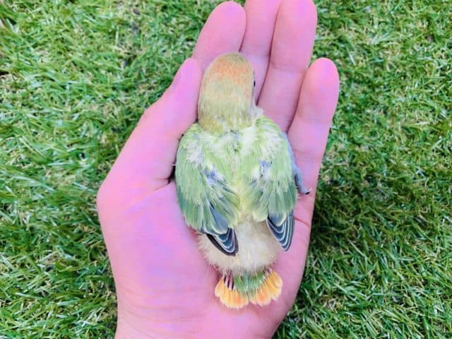 コザクラインコ（小桜インコ）