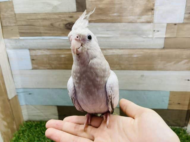 オカメインコ