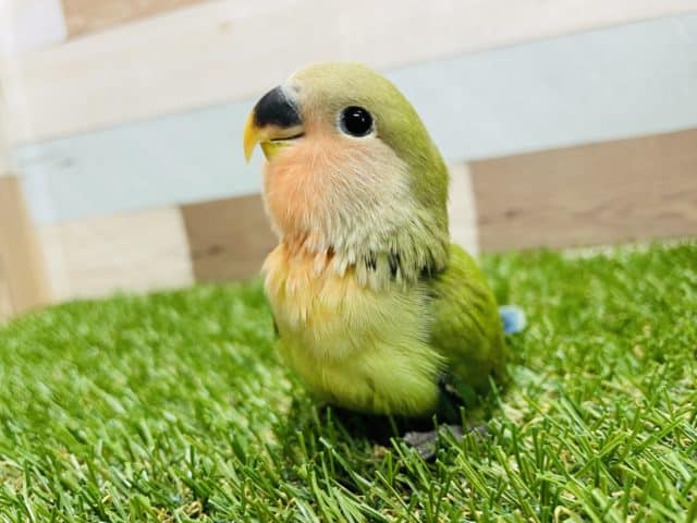 コザクラインコ（小桜インコ）