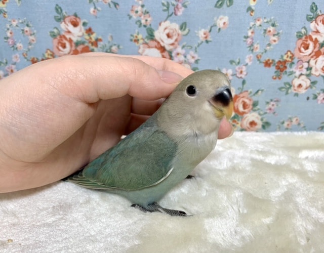 コザクラインコ（小桜インコ）