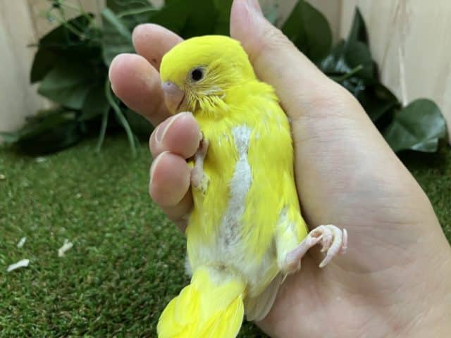 セキセイインコ