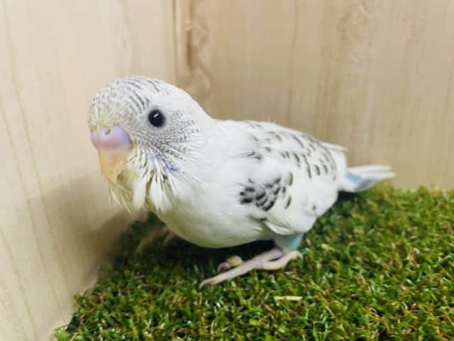 幻の水色×白　さわやかセキセイ‼️ セキセイインコ　ハルクイン