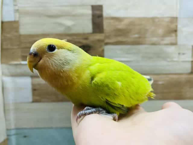 コザクラインコ（小桜インコ）