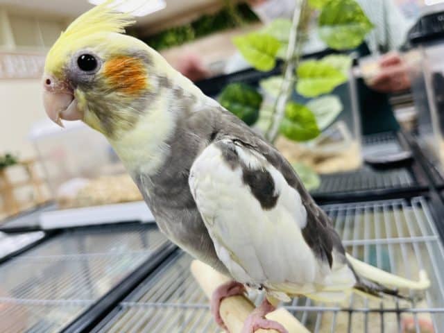 オカメインコ