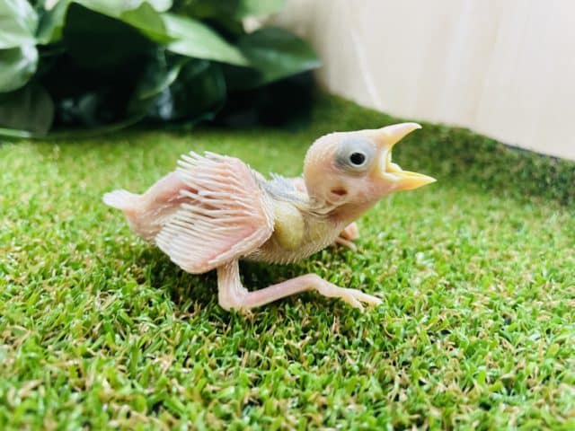 この純白さがたまりません！！　白文鳥