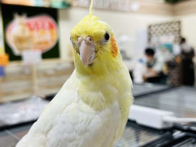 オカメインコ