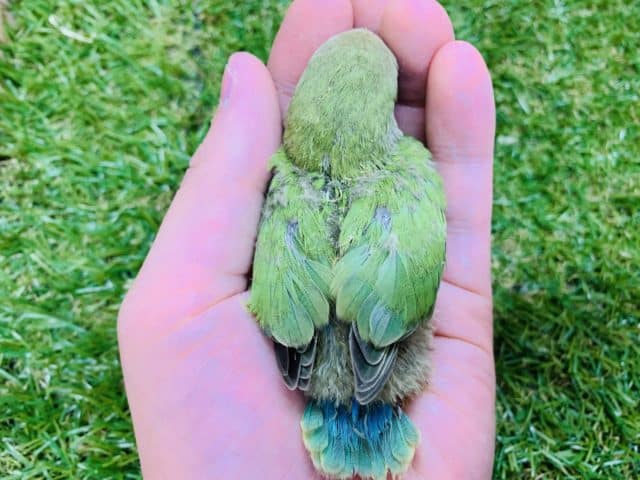 コザクラインコ（小桜インコ）