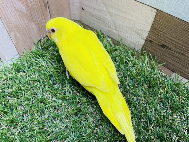 セキセイインコ