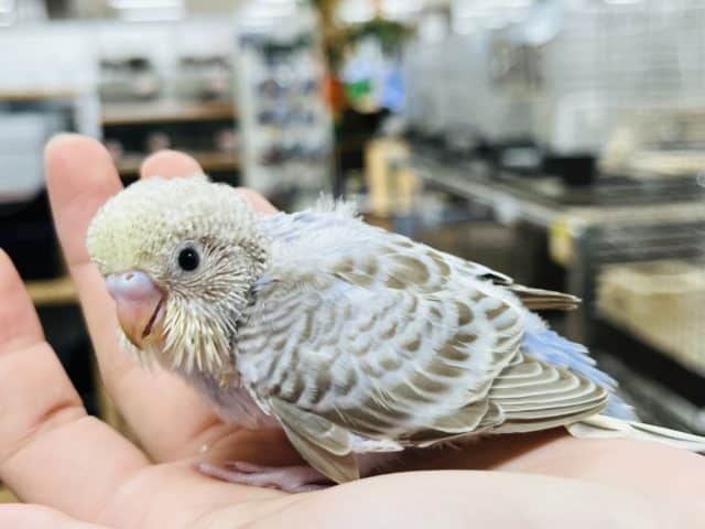 淡いレアカラーのインコさん♪セキセイインコ(シナモンオパーリン)