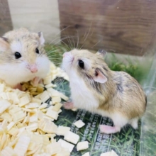 小さくて癒し顔のロボロフスキーハムスター♪