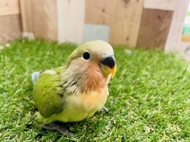 コザクラインコ（小桜インコ）