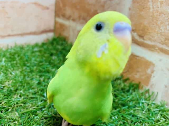 ワタワタパイドが入舎です　セキセイインコ　パイド　R４　９／６撮影