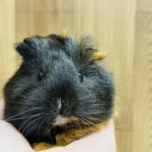 もっちりしたお顔♥イングリッシュモルモット(女の子)