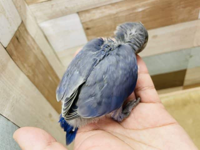 コザクラインコ（小桜インコ）