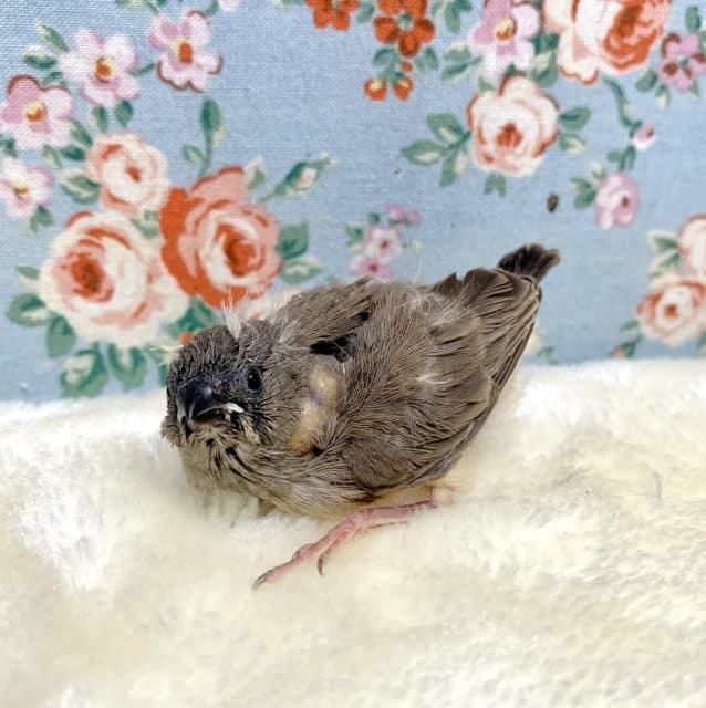 錦花鳥（キンカチョウ）