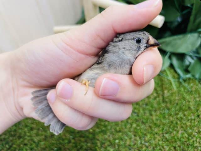 錦花鳥（キンカチョウ）