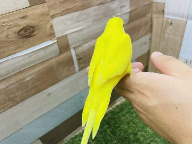 セキセイインコ