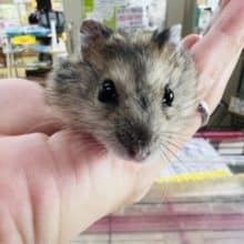 ♡ジャンガリアンフェア♡開催中