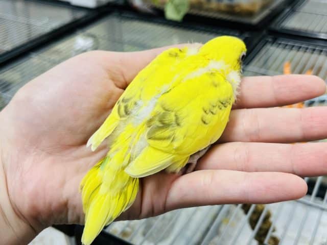 セキセイインコ