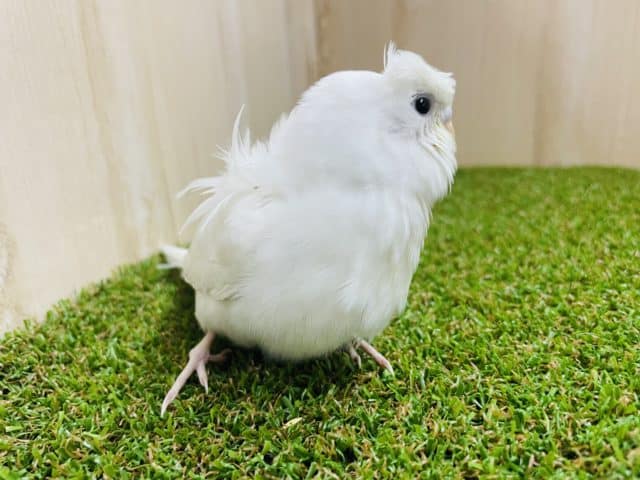 羽衣セキセイインコ