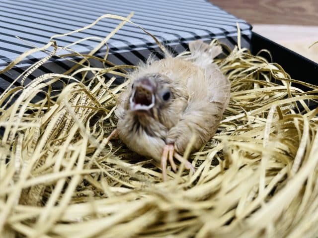 ごはん大好きなヒナさんです！キンカ鳥のシナモンカラー！