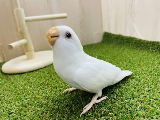 最新画像になりますよ‼️パッチリ💕目があったらメロきゅん！　コザクラインコ　ブルーイノ