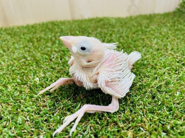 ‼️ハッピー白文鳥‼️まるで天使さん！　