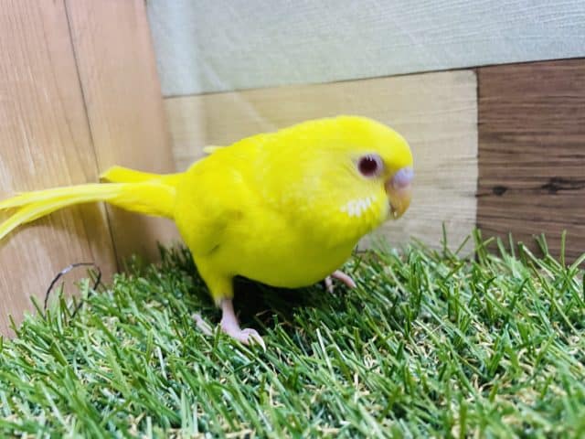 セキセイインコ