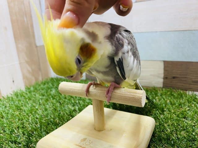 オカメインコ