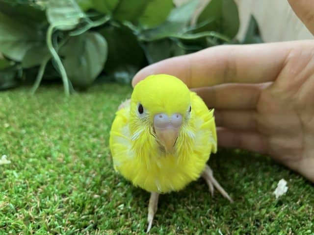 セキセイインコ ダブルファクター