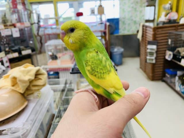 セキセイインコ