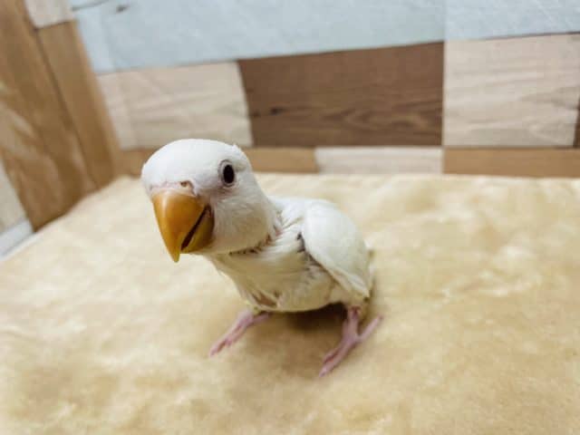 コザクラインコ（小桜インコ）