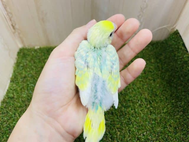 セキセイインコ